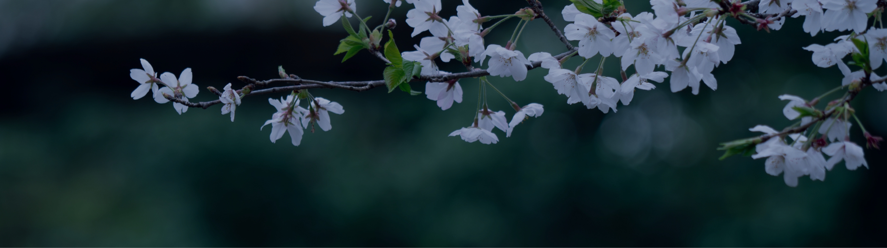 日本刀の歴史と五箇伝